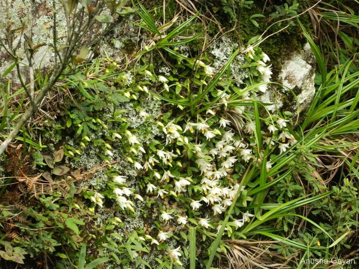 Porpax braccata (Lindl.) Schuit., Y.P.Ng & H.A.Pedersen